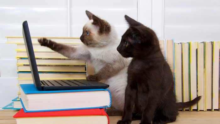 two cats register for online banking